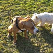 Amerikansk staffordshire terrier Freja