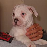 Amerikansk bulldog Fifty