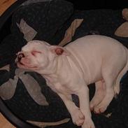 Amerikansk bulldog Fifty