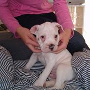 Amerikansk bulldog Fifty