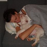 Amerikansk bulldog Fifty