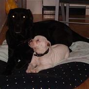 Amerikansk bulldog Fifty