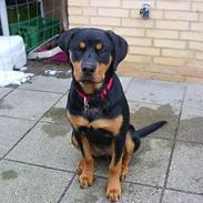 Rottweiler Bailey