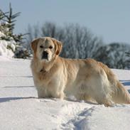 Golden retriever Chico