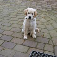 Golden retriever Chico