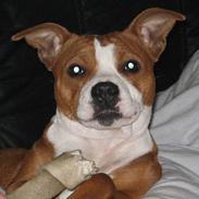 Staffordshire bull terrier Diesel