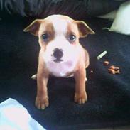 Staffordshire bull terrier Diesel