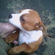 Staffordshire bull terrier Diesel
