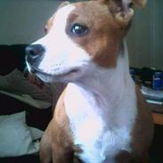 Staffordshire bull terrier Diesel