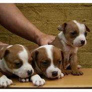 Staffordshire bull terrier Diesel