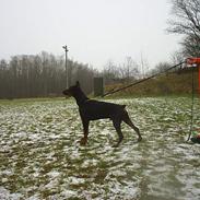 Dobermann Begat