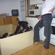 Dobermann Begat