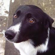 Border collie Lucky