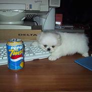 Pekingeser Thues Aicha