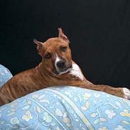 Amerikansk staffordshire terrier Z Grabskiego Full Moon