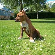 Amerikansk staffordshire terrier Z Grabskiego Full Moon