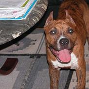 Amerikansk staffordshire terrier Z Grabskiego Full Moon