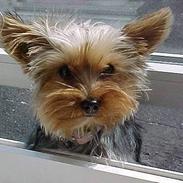 Yorkshire terrier coco