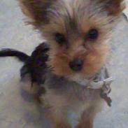 Yorkshire terrier coco