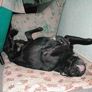 Blanding af racer Bastian (RIP d. 4/5-2010)