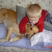 Golden retriever Nicky