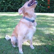 Golden retriever Nicky