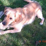 Golden retriever Nicky