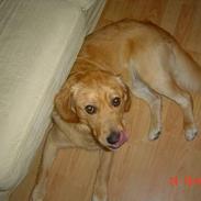 Golden retriever Nicky