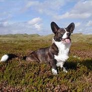 Welsh corgi cardigan Fie (aflivet dec 06)