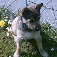 Blanding af racer Max