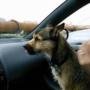 Blanding af racer Max