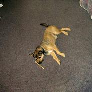 Blanding af racer Max