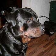 Rottweiler Rocky