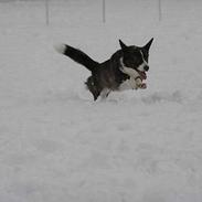 Welsh corgi cardigan Fie (aflivet dec 06)