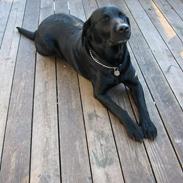 Labrador retriever Formel 1 Rolf