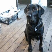 Labrador retriever Formel 1 Rolf
