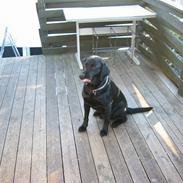 Labrador retriever Formel 1 Rolf