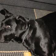 Labrador retriever Formel 1 Rolf