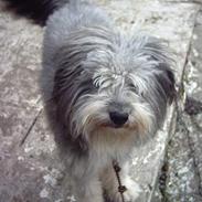 Blanding af racer blakk