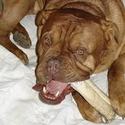 Dogue de bordeaux Basco