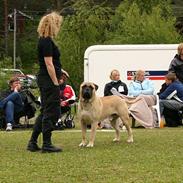 Bullmastiff Håkon, Downland`s Hot An`