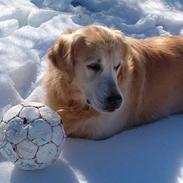 Golden retriever Joker (aflivet) :(