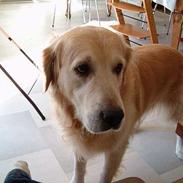 Golden retriever Joker (aflivet) :(