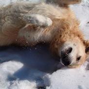 Golden retriever Joker (aflivet) :(