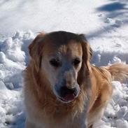 Golden retriever Joker (aflivet) :(