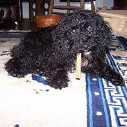 Dværgpuddel Blackie