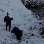 Dværgpuddel Blackie