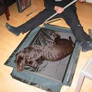 Labrador retriever Zia