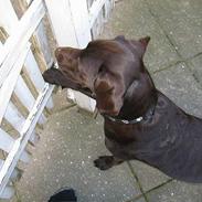 Labrador retriever Zia