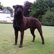 Bullmastiff Attollo